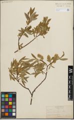 Foto von Salix lemmonii Bebb